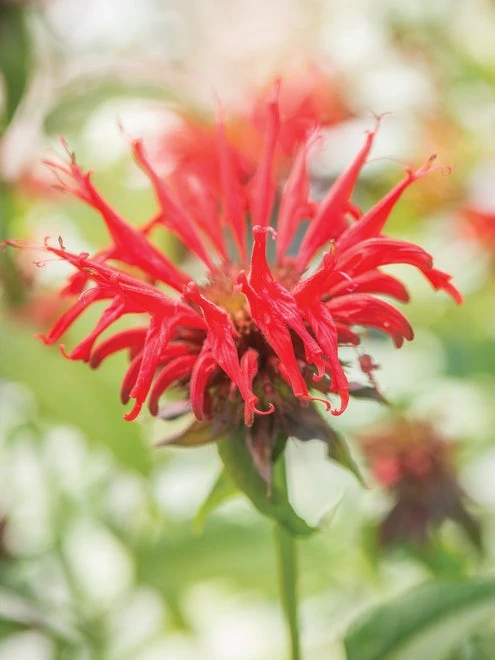 Monarda, Jacob Cline - Image 3