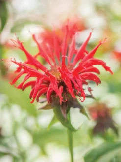 Monarda, Jacob Cline