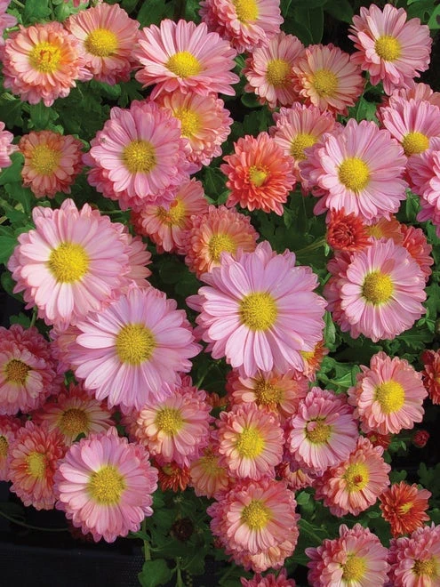 Garden Mum, Mammoth Daisy Coral - Image 4