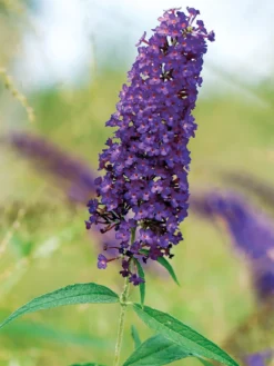 Butterfly Bush, Nanho Purple