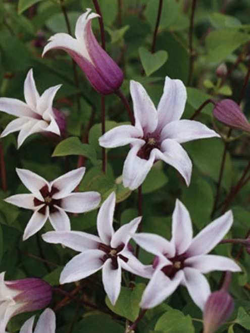 Clematis, Princess Kate - Image 4