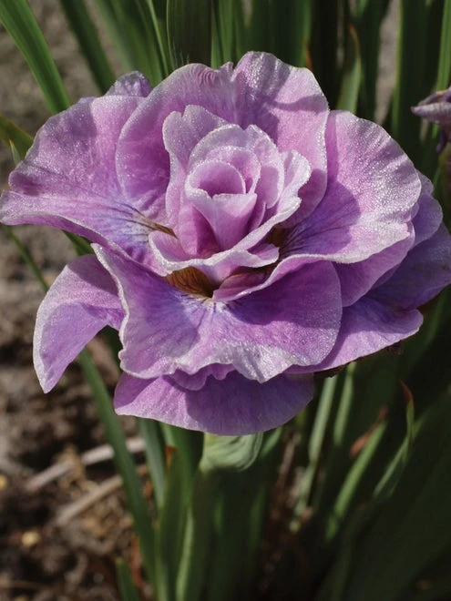 Iris, Pink Parfait - Image 2
