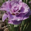 Iris, Pink Parfait