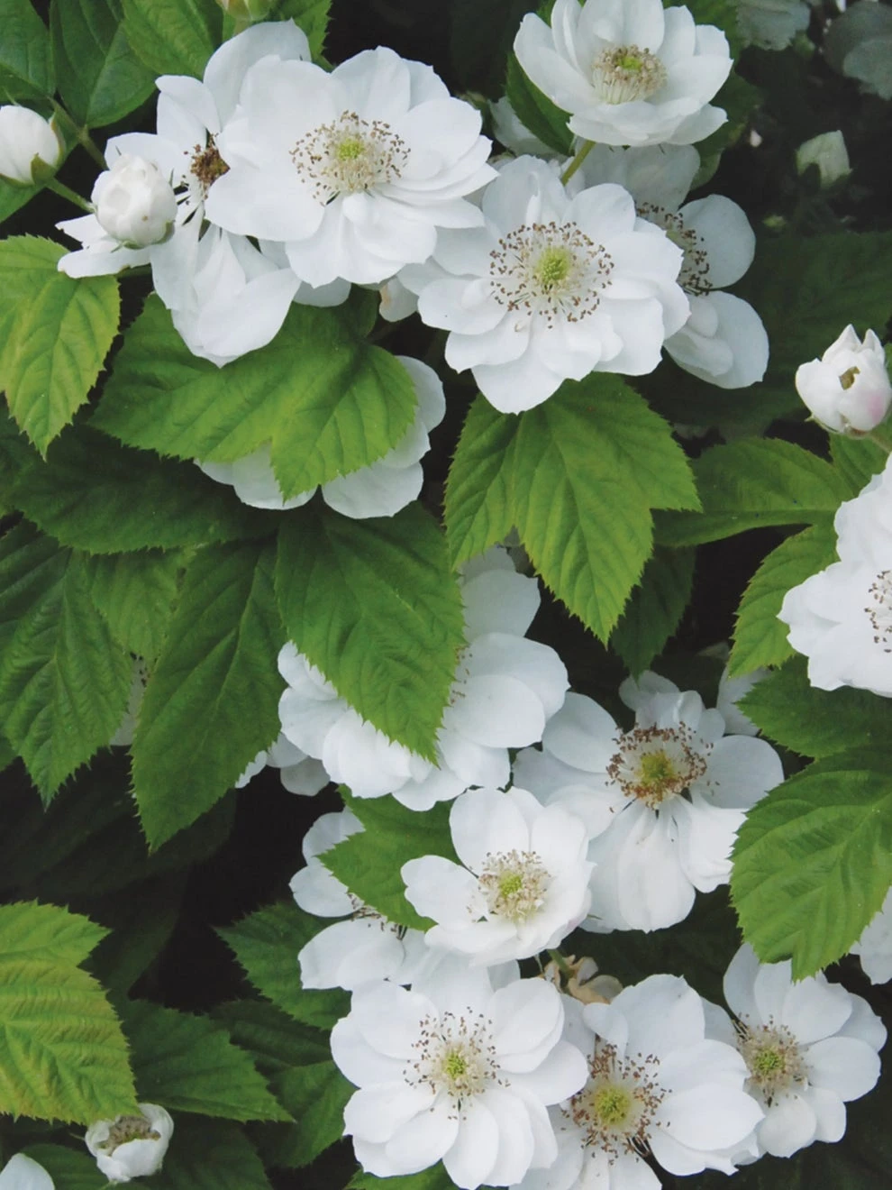 Blackberry, Hall’s Beauty - Image 3