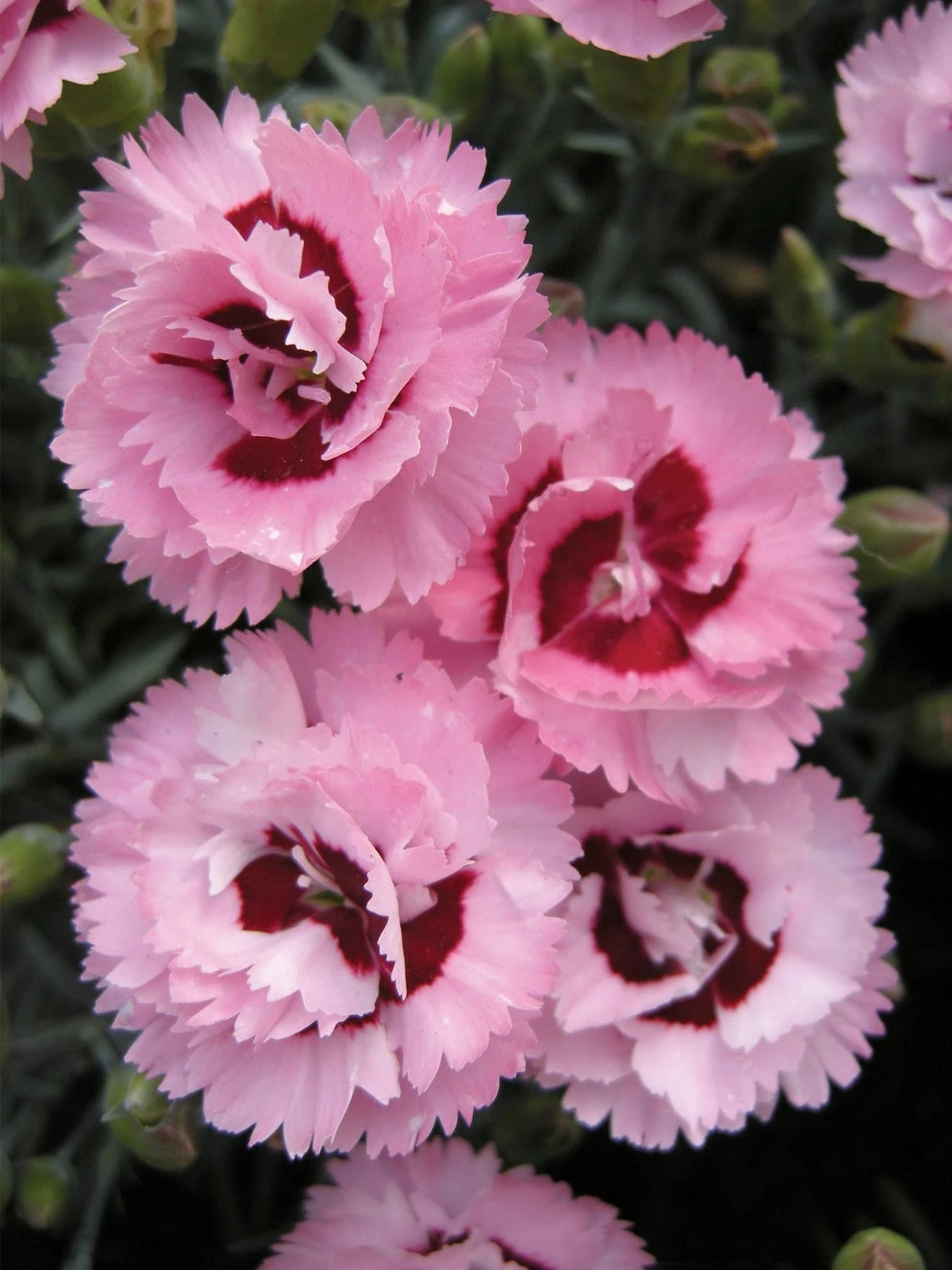 Dianthus, Raspberry Surprise