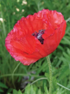 Poppy, Brilliant Red (Oriental)