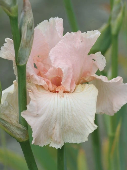 Iris, Beverly Sills - Image 3