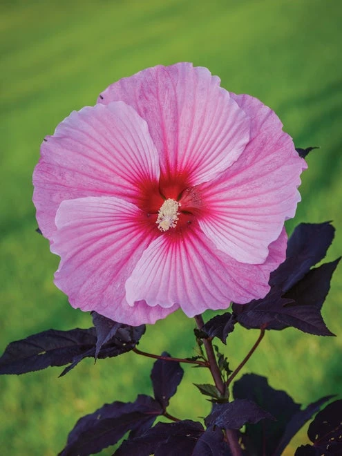Hibiscus, Starry Starry Night - Image 3