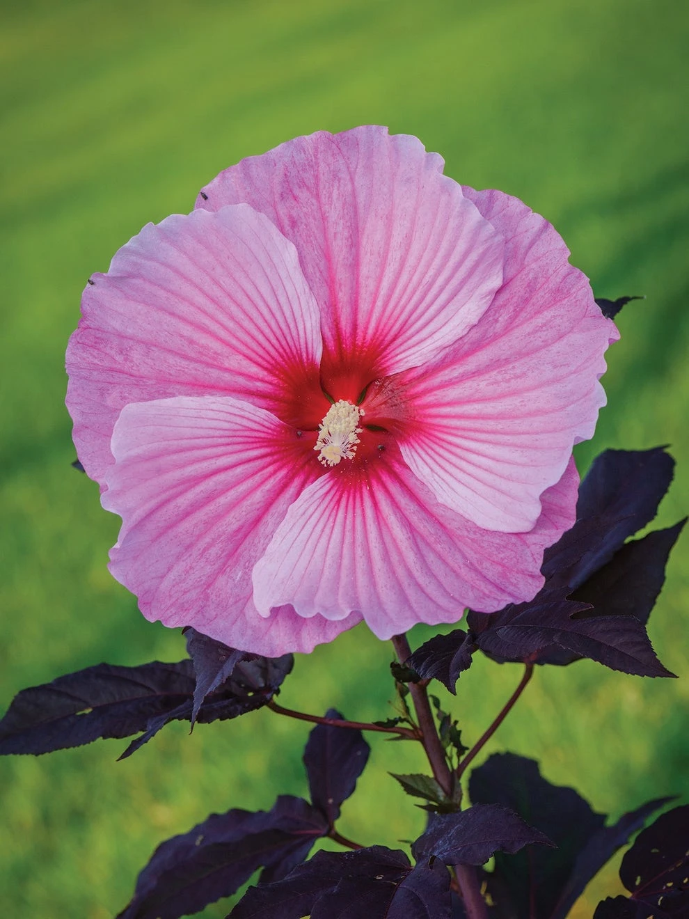 Hibiscus, Starry Starry Night