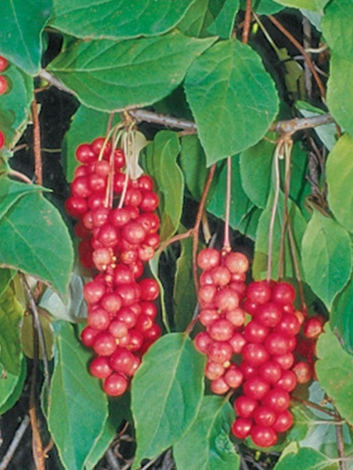 Schisandra Vine, Eastern Prince - Image 2