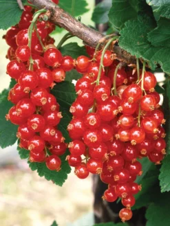 Currant, Red Lake