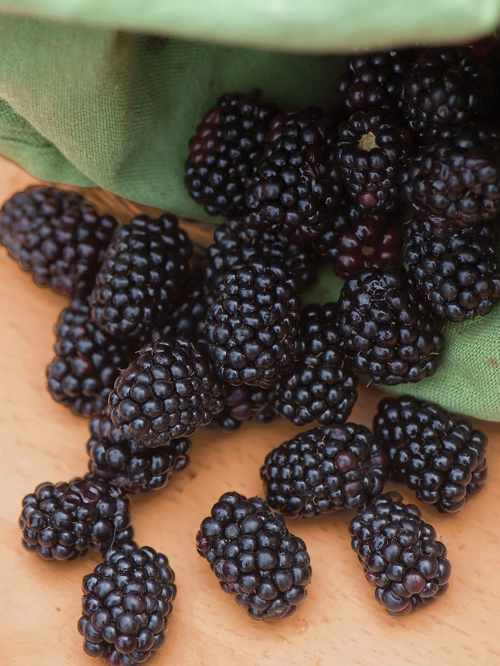 Blackberry, Triple Crown - Image 3