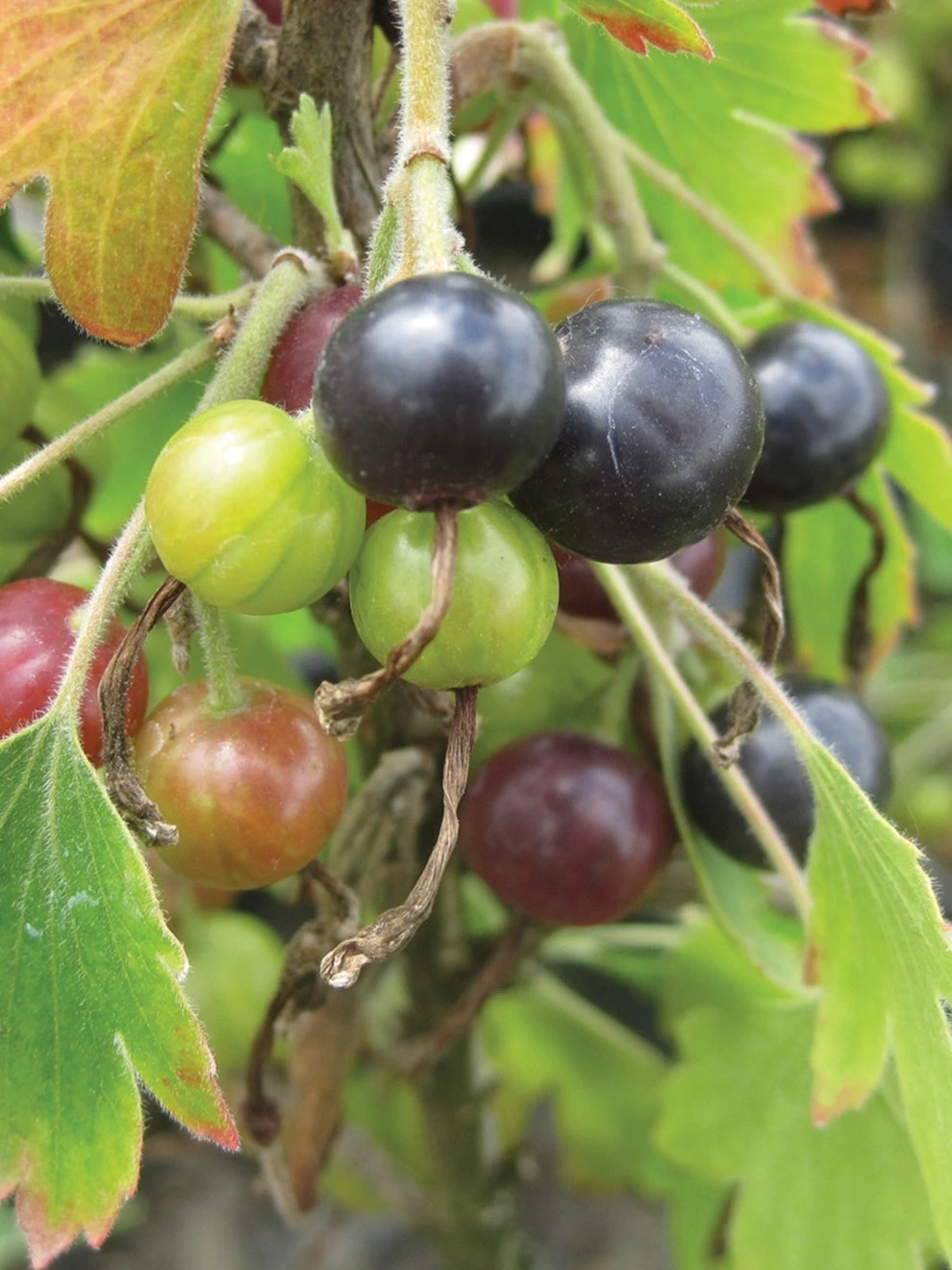 Currant, Consort Black - Image 2