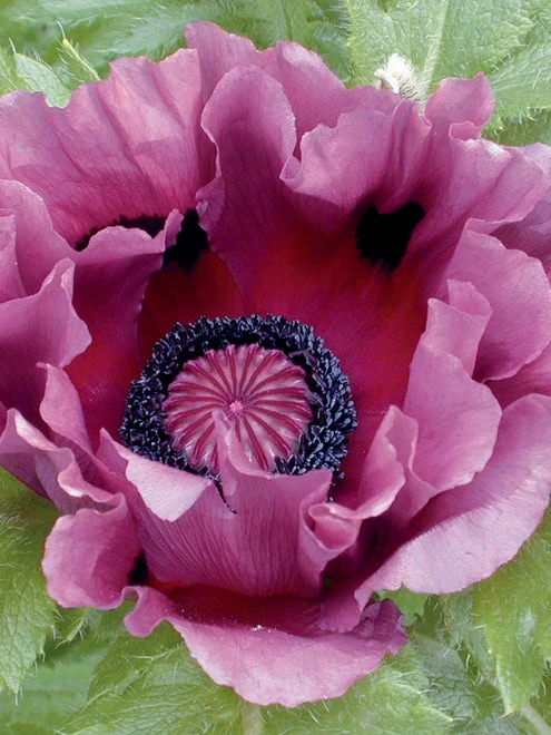 Poppy, Pattys Plum - Image 2