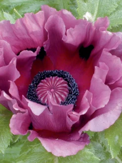 Poppy, Pattys Plum