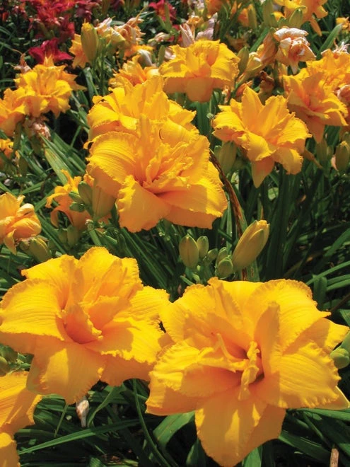 Daylily, Condilla - Image 2