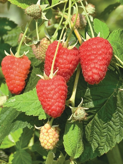 Raspberry, Joan J - Image 3