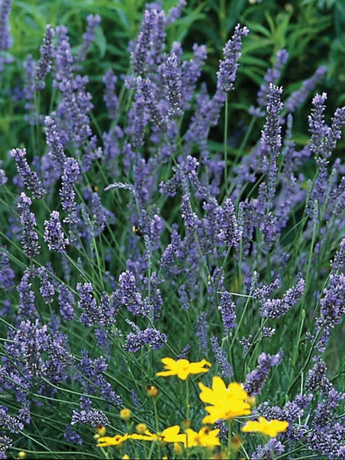 Lavender, Grosso - Image 2