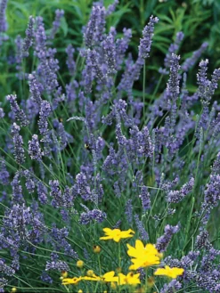 Lavender, Grosso