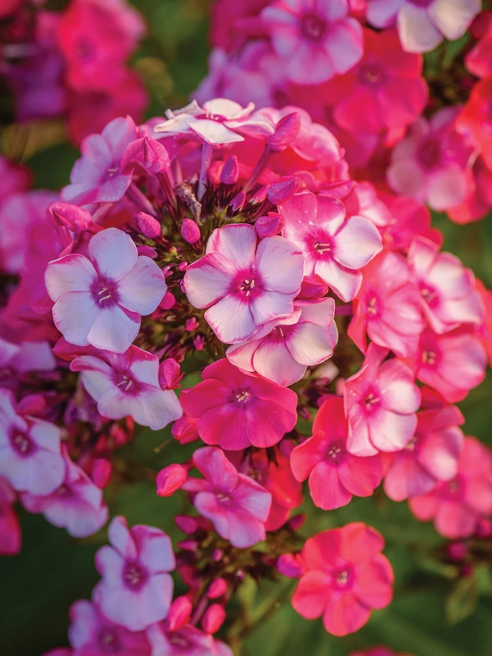 Phlox Paniculata, Glamour Girl - Image 2