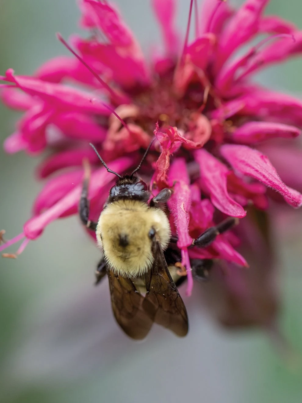 Monarda, Bees Knees - Image 2