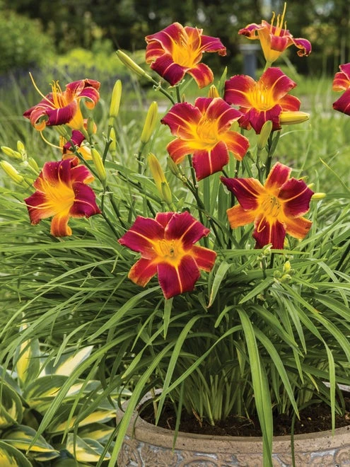 Daylily, EveryDaylily Red Ribs - Image 2