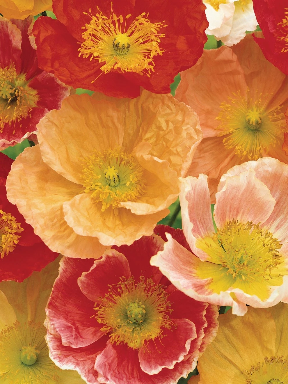 Poppy, Meadow Pastels