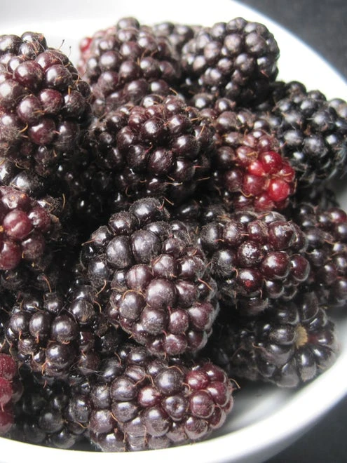 Blackberry, Ouachita - Image 3