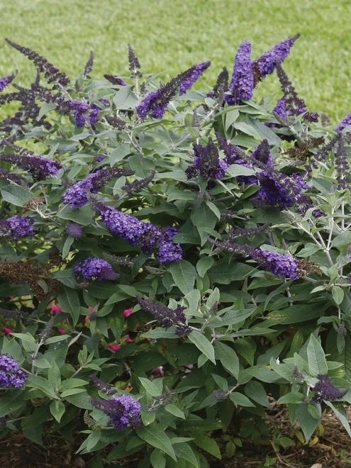 Buddleia, Pugster Blue® - Image 2