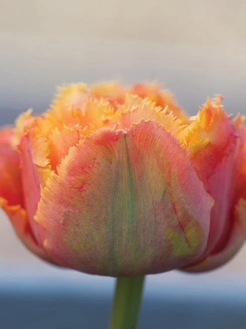 Tulip, Sensual Touch - Image 4