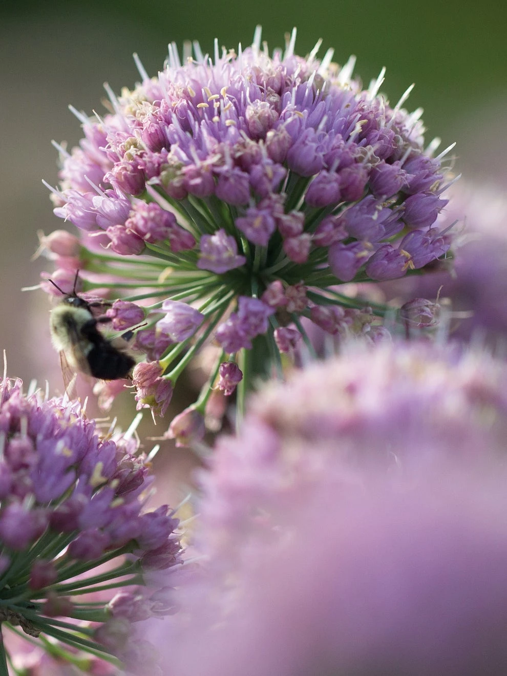 Allium, In Orbit PPAF - Image 3
