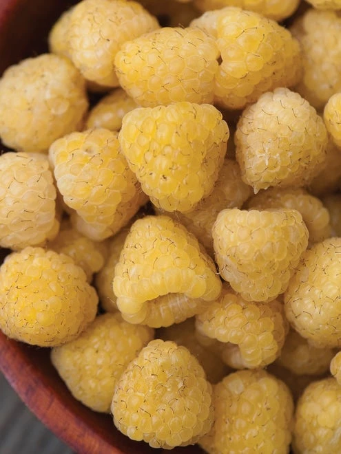 Raspberry, Anne - Image 5