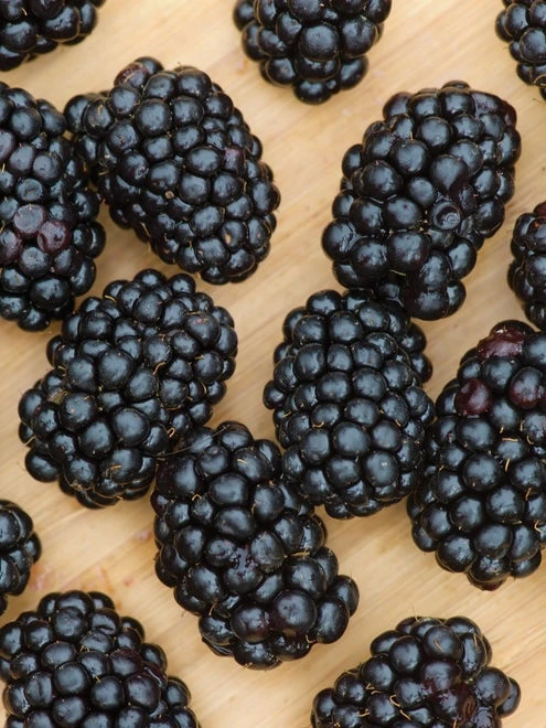 Blackberry, Darrow - Image 2