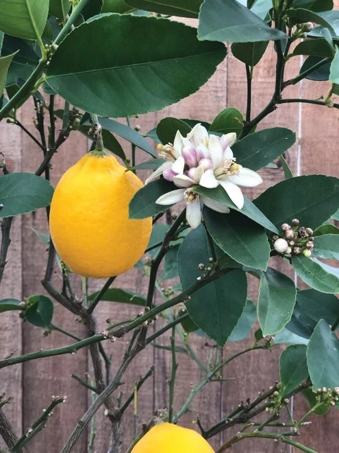 Improved Meyer Lemon Citrus Tree - Image 6