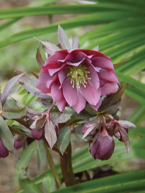 Hellebore, Kingston Cardinal - Image 2