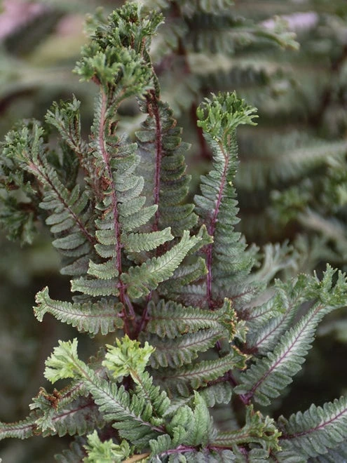 Fern, Crested Surf - Image 4