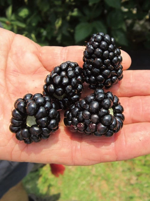 Blackberry, Prime-Ark 45® - Image 4