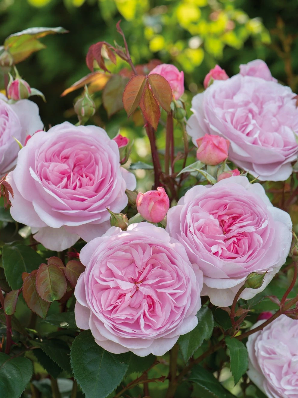 Rose, Olivia Rose Austin