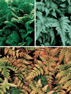 Fern Collection