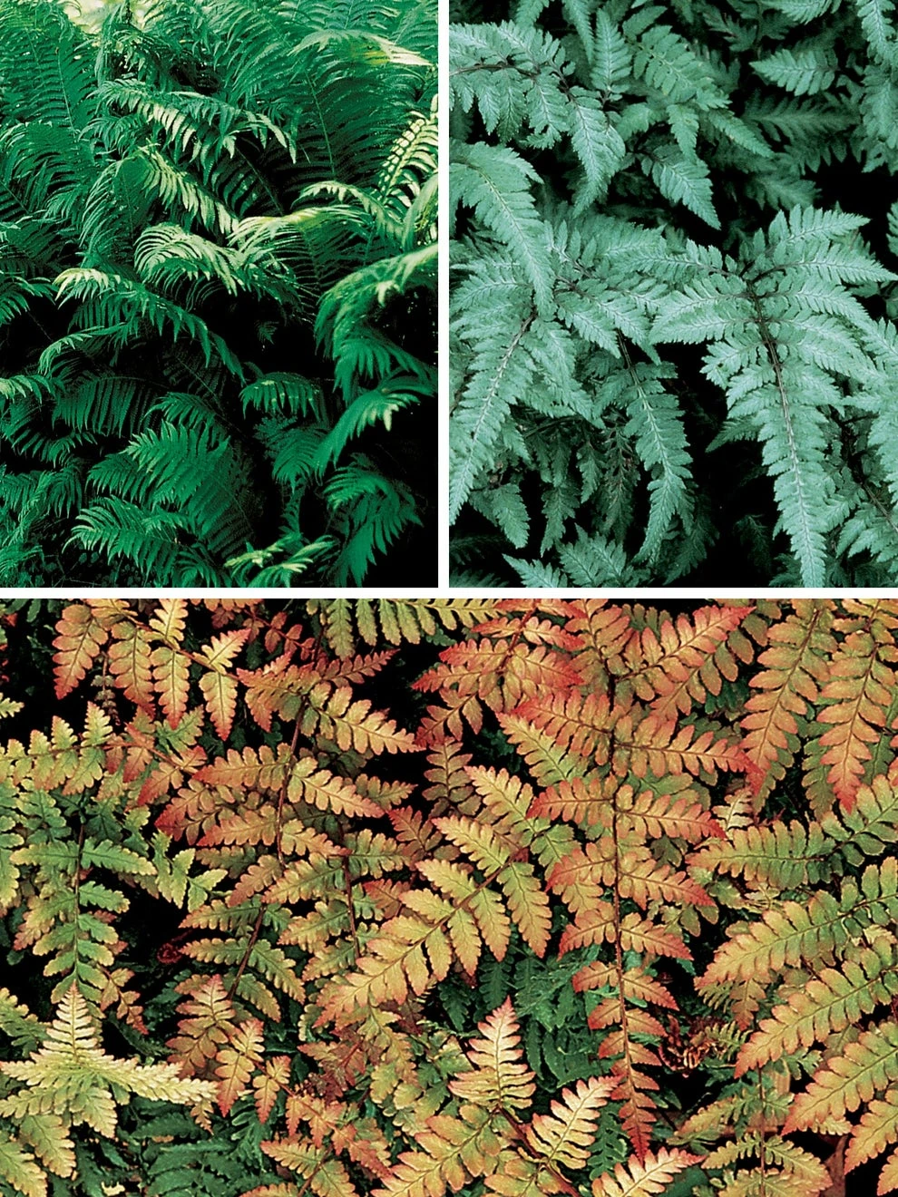 Fern Collection