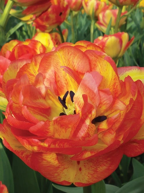 Tulip, Sundowner - Image 3
