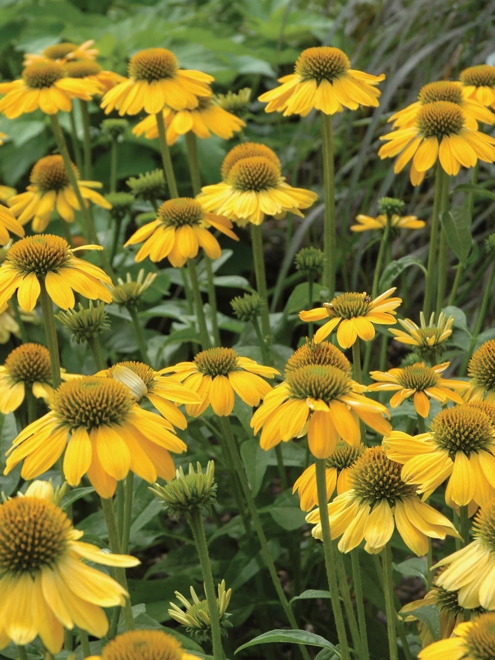 Echinacea, Sombrero Lemon Yellow - Image 2