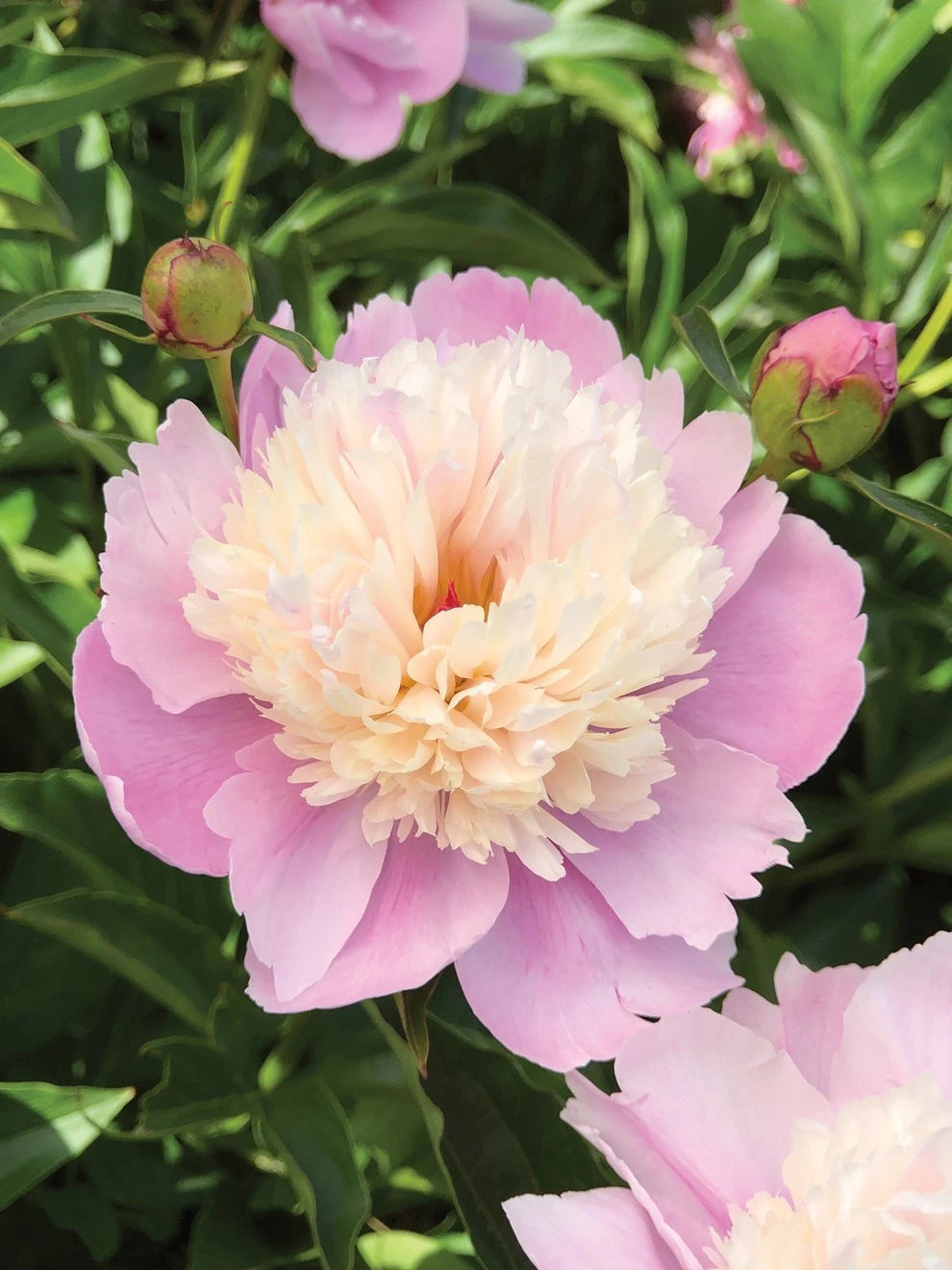 Paeonia, Sorbet - Image 2