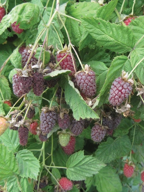 Loganberry - Image 2