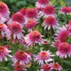 Echinacea Purpurea, Butterfly Kisses