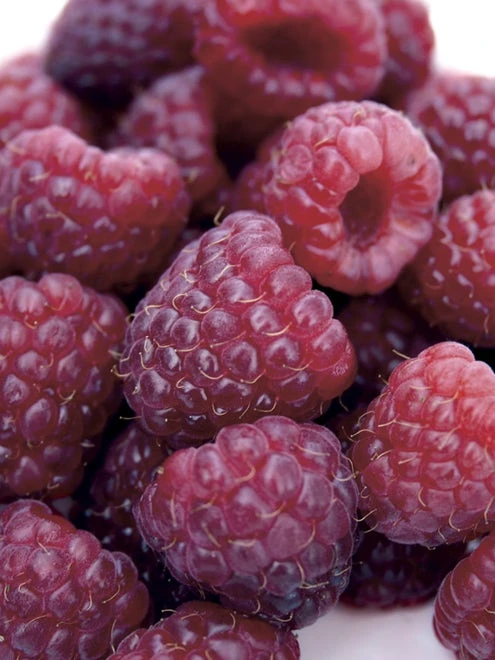 Raspberry, Royalty - Image 2