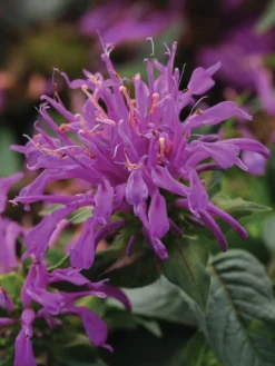 Monarda Didyma, Balmy Lilac