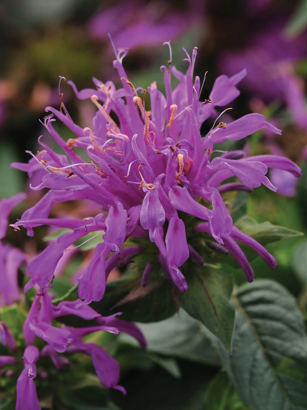Monarda Didyma, Balmy Lilac