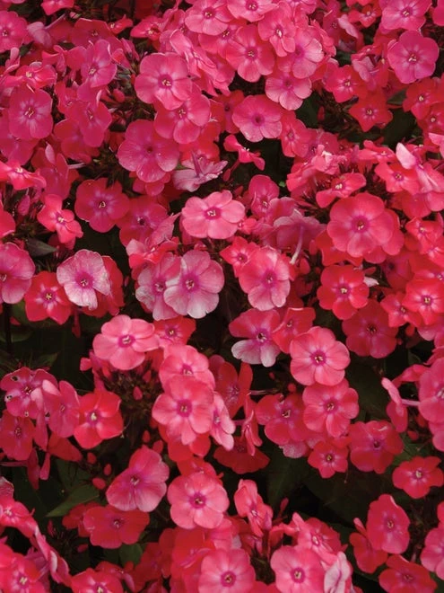 Phlox Paniculata, Glamour Girl - Image 5