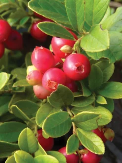 Lingonberry, Koralle